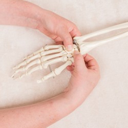 Cursus Sijmoves® - Module Elleboog, Pols en Hand